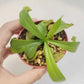 綠兩眼豬籠草 ( Nepenthes reinwardtiana ）