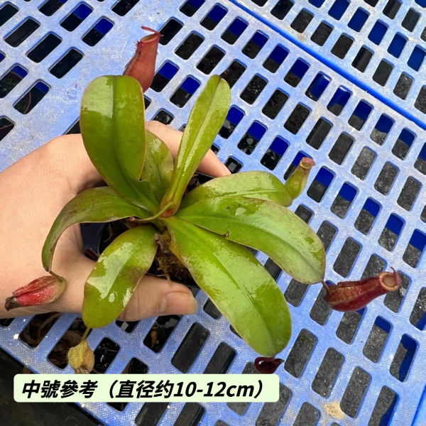 血腥瑪麗豬籠草 （ Nepenthes x Bloody Mary ）