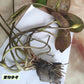 海爾芙拉睡蓮 ( Nymphaea ‘ Pygmaea helvola ’  )