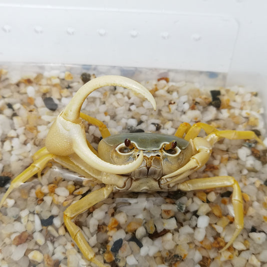 藍白勾手蟹 Blue Pirate Crab (Vietorintalia rubrum)