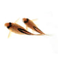 紅斜紋鼠 Corydoras Melini  (Corydoras melini)
