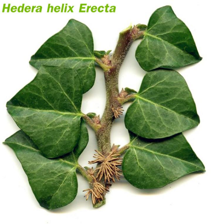 常春藤 Hedera Helix Erecta (Hedera linn)