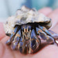 深紫寄居蟹 Komurasaki Land Hermit Crab ( Coenobita violascens )