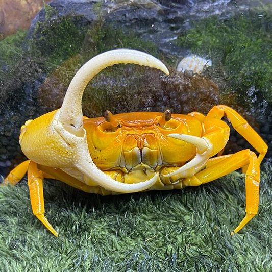 黃越南勾手蟹 Yellow Pirate Crab (Vietorintalia rubrum)