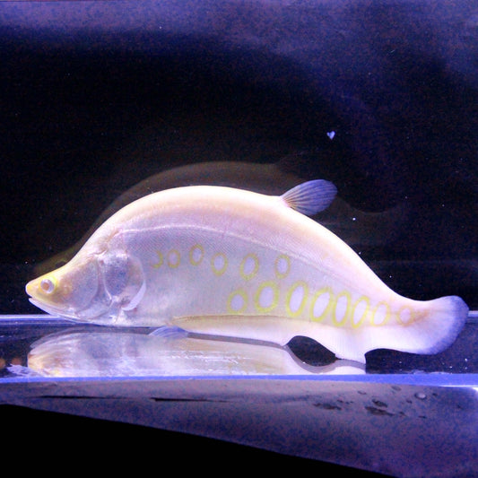 Clown knifefish (Chitala chitala var)