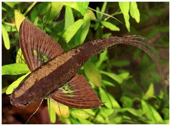 古代蝴蝶魚 Freshwater Butterfly fish (Pantodon buchholzi)