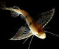 古代蝴蝶魚 Freshwater Butterfly fish (Pantodon buchholzi)