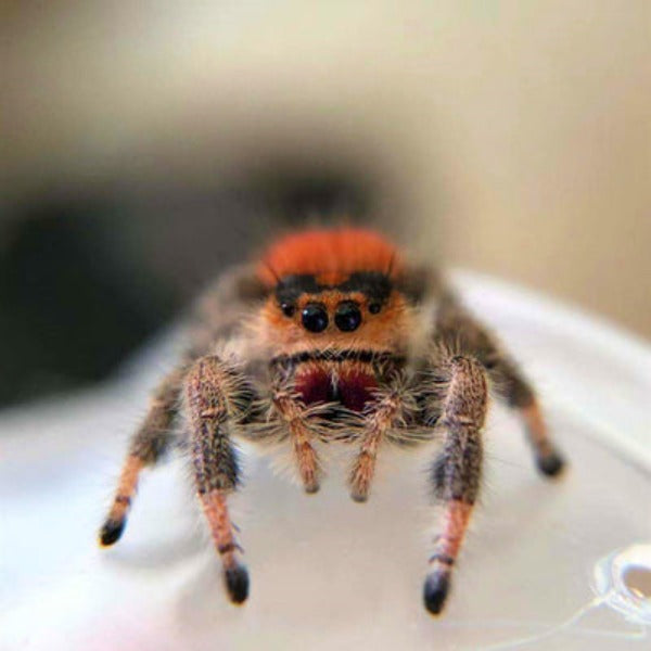 橙佛羅里達跳蛛 Regal Jumping Spider (Phidippus regius)