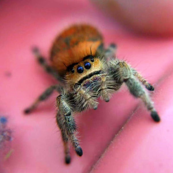 橙佛羅里達跳蛛 Regal Jumping Spider (Phidippus regius)