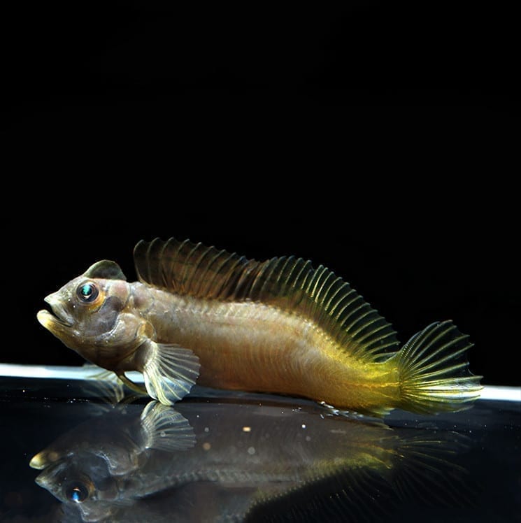 斑頭肩鰓䲁 Freshwater Tophat Blenny (Omobranchus fasciolatoceps)