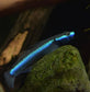 紫身枝椏蝦虎 Blue Neon Goby (Stiphodon sp.)