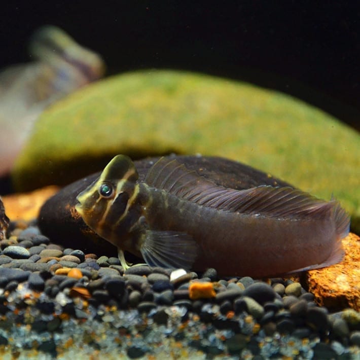 斑頭肩鰓䲁 Freshwater Tophat Blenny (Omobranchus fasciolatoceps)