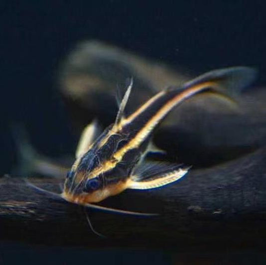笑貓/盔平囊鮎 Striped Raphael catfish (Platydoras armatulus)