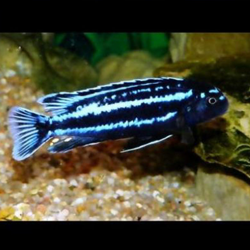 閃電戰神慈鯛 (Melanochromis johannii)