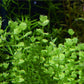 西瓜對葉 Water Hyssop ( Lindernia rotundifolia )