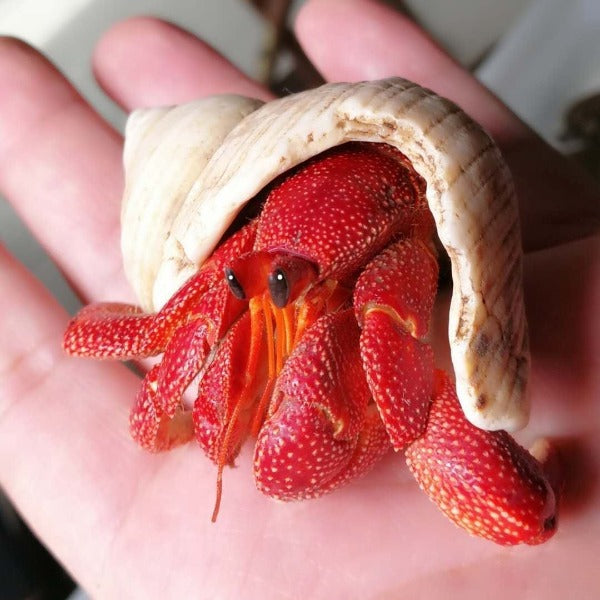 草莓寄居蟹 Strawberry Hermit Crab ( Coenobita perlatus )