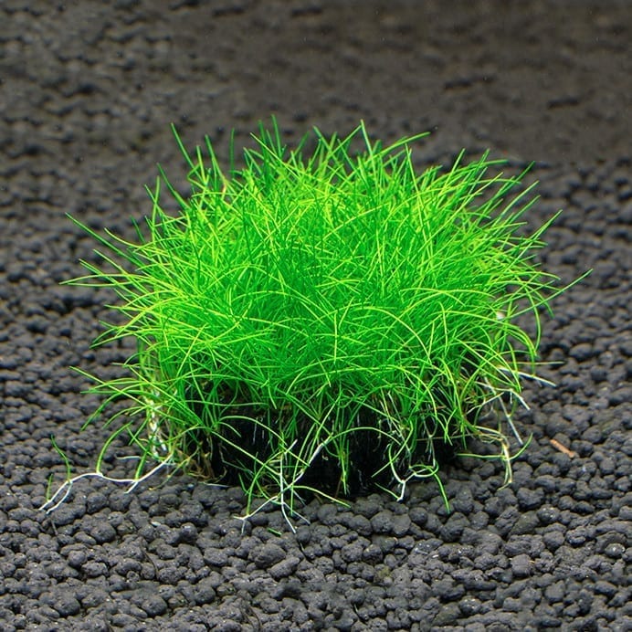 牛毛氈坨草 Dwarf hairgrass ( Eleocharis ’parvula' )
