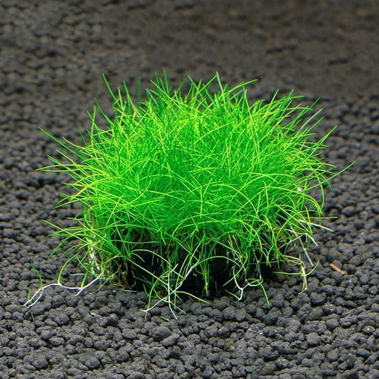 Dwarf hairgrass ( Eleocharis 'parvula' )