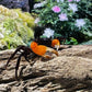 橙臂忍者蟹 Orange Arm Ninja Crab ( Lepidothelphusa sp orange )