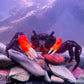橙臂忍者蟹 Orange Arm Ninja Crab ( Lepidothelphusa sp orange )