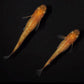 橙星光青鳉稻田魚 （ Medaka Fish ）