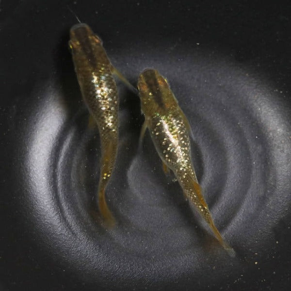 鳳凰星光觀背青鳉稻田魚 （ Oryzias latipes ）