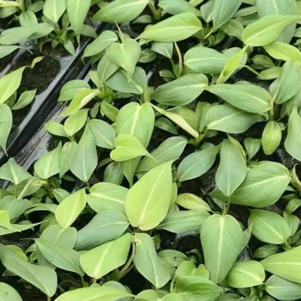 榮耀蔓綠絨 ( Philodendron Gloriosum )