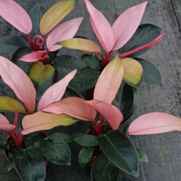 粉刚果蔓绿绒 （Philodendron ‘Pink Congo’）