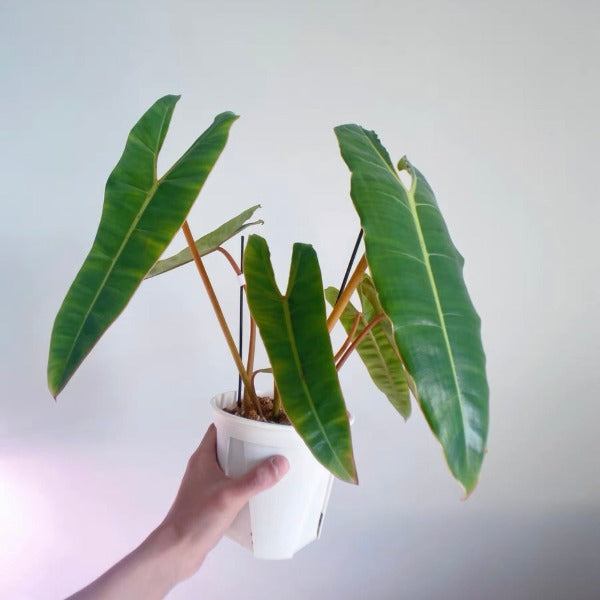 philodendron billietiae croat Philodendron billietiae 'Croat' - GreenFlow - Plant and Animal Landscaping Specialist – 森流 GreenFlow