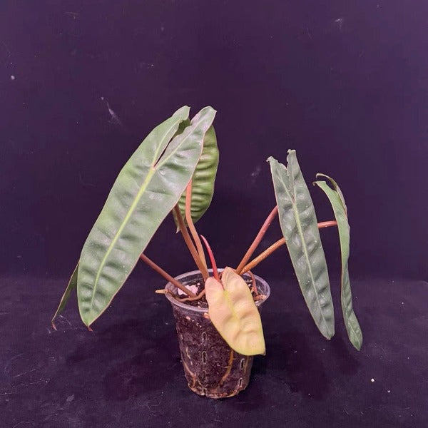 philodendron billietiae croat Philodendron billietiae 'Croat' - GreenFlow - Plant and Animal Landscaping Specialist – 森流 GreenFlow