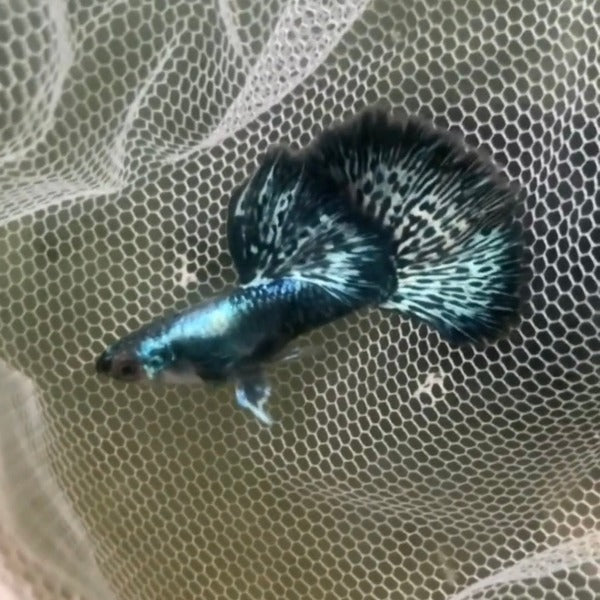 藍龍孔雀魚 ( Poecilia reticulata )
