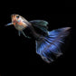 藍禮服孔雀魚 (Poecilia reticulata)