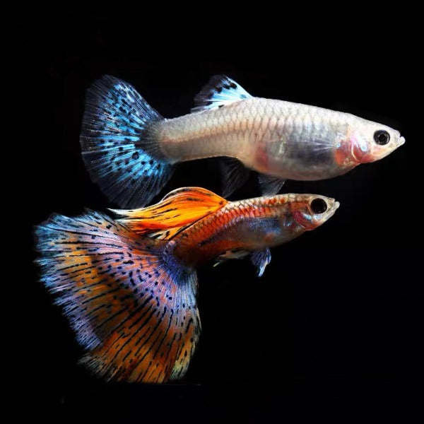 紅草尾孔雀魚 (Poecilia reticulata)