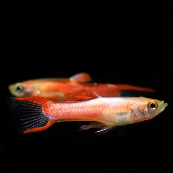 紅火蟻雙劍孔雀魚（ Poecilia reticulata ）