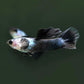 熊貓孔雀魚( Poecilia reticulata )