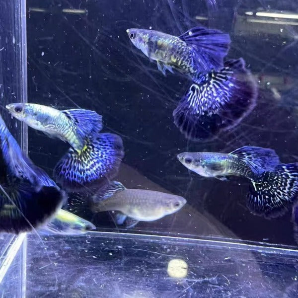 藍龍孔雀魚 ( Poecilia reticulata )