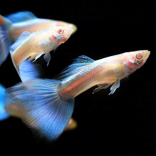 天空藍孔雀魚 ( Poecilia reticulata )
