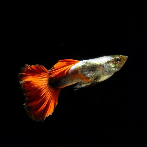 鈦金紅尾孔雀魚 ( Poecilia reticulata )