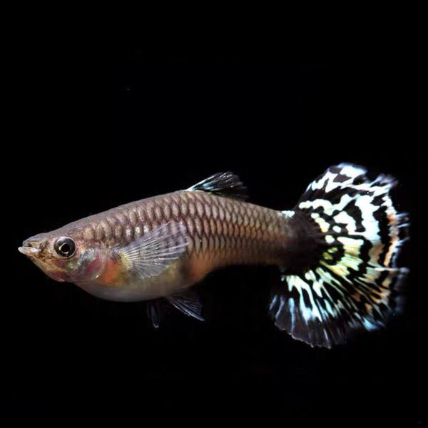 黃老虎孔雀魚孔雀魚 ( Poecilia reticulata )