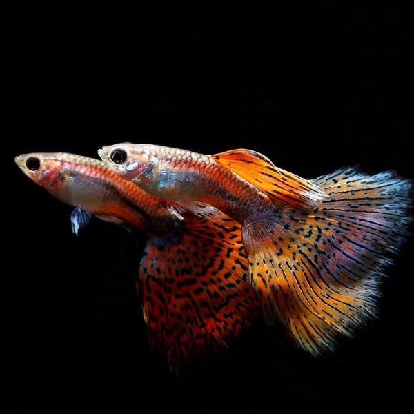 紅草尾孔雀魚 (Poecilia reticulata)