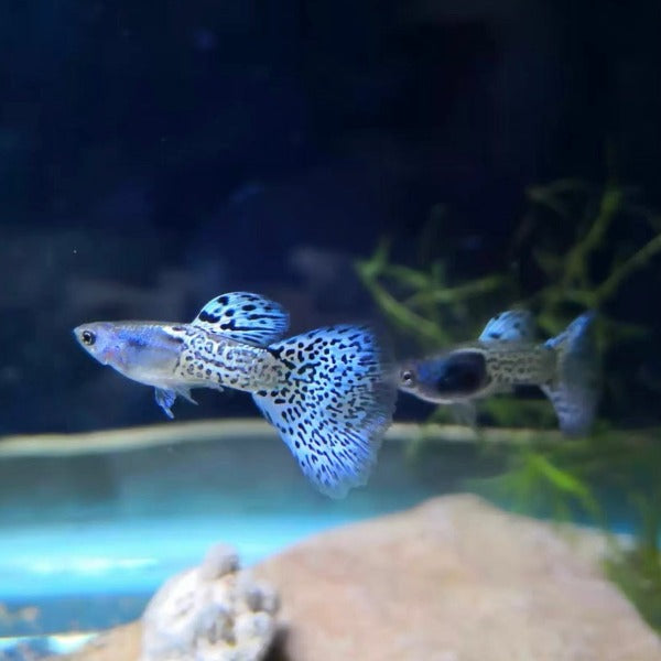 藍草尾孔雀魚 ( Poecilia reticulata )