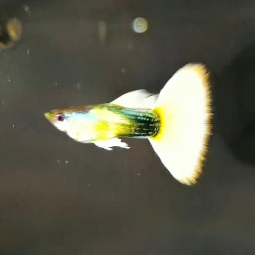 黃禮服孔雀魚 ( Poecilia reticulata )