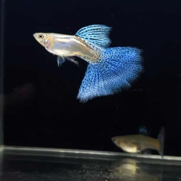 藍草尾孔雀魚 ( Poecilia reticulata )