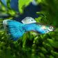 日本藍孔雀魚 ( Poecilia reticulata )