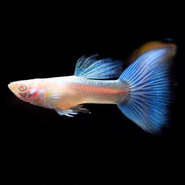 天空藍孔雀魚 ( Poecilia reticulata )