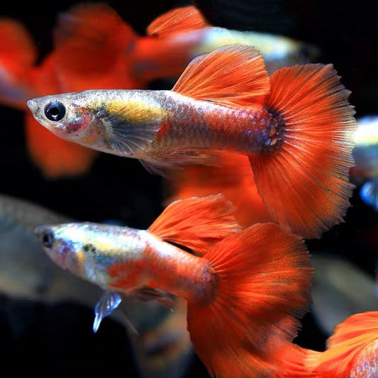 鈦金紅尾孔雀魚 ( Poecilia reticulata )