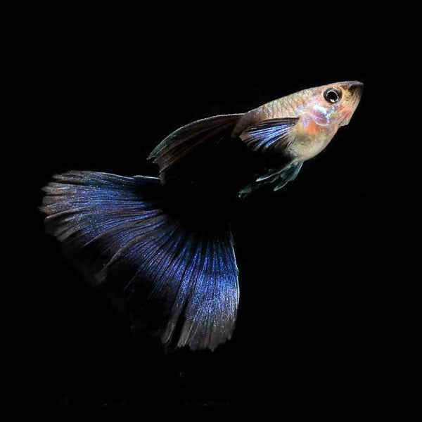 藍禮服孔雀魚 (Poecilia reticulata)