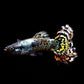 黃老虎孔雀魚孔雀魚 ( Poecilia reticulata )