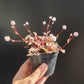姬犬蓼 (Polygonatum capitatum )