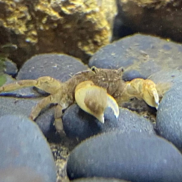 啦啦蟹 食黑毛藻（可全水養）Pom Pom Crab ( Ptychognathus barbatus )